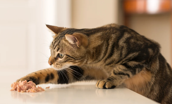 Omega-3 para gatos: un nutriente esencial para verdaderos carnívoros