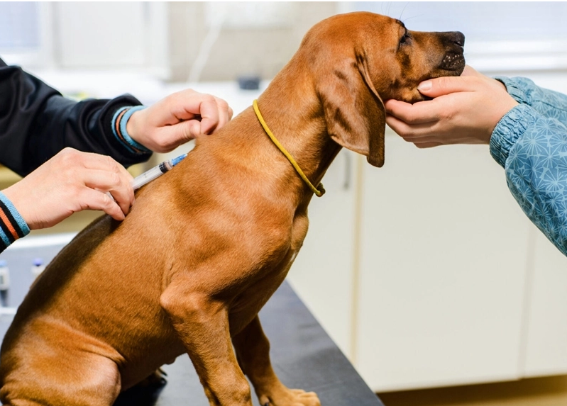 El problema de los antivacunas en Estados Unidos: más de la mitad de los propietarios de perros tienen reticencias sobre vacunación