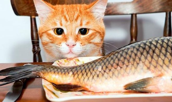¿Les gusta el pescado a los gatos?