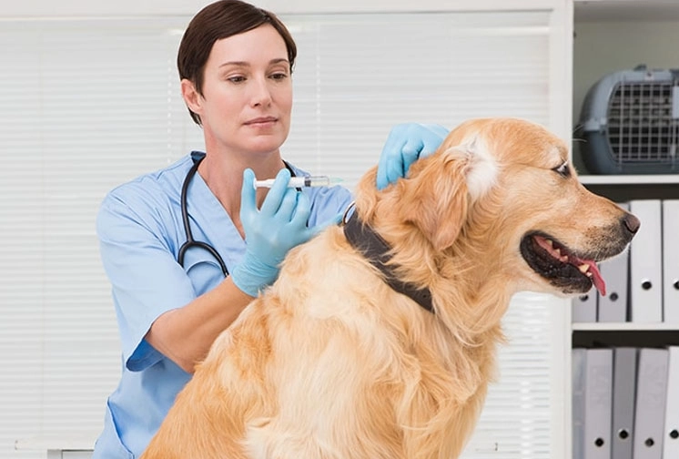 Analizan la eficacia de la inyección de CBD contra el dolor en la osteoartritis en perros