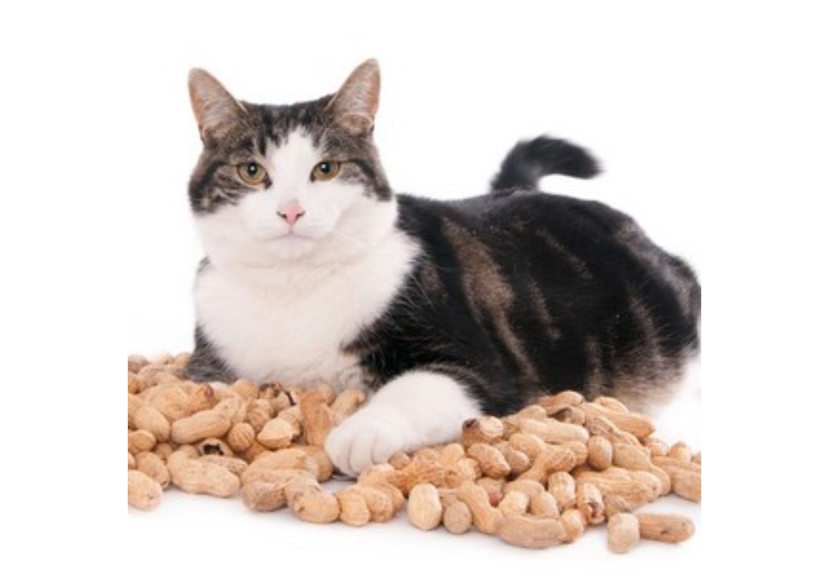 Estudio sobre Comportamiento Alimenticio de los Gatos
