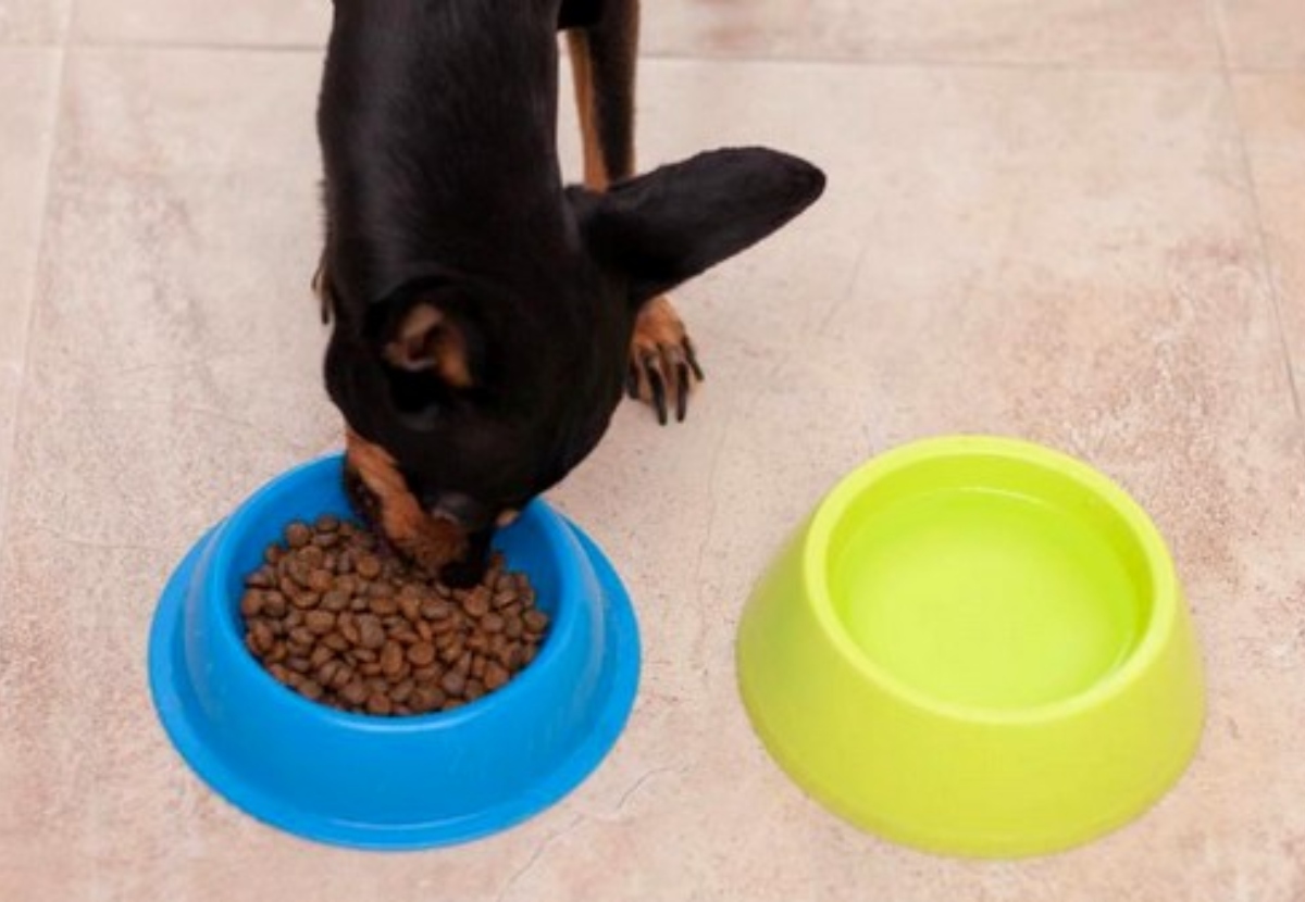 8 marcas de Alimentos para Perros están siendo Retiradas del Mercado por Niveles Tóxicos Peligrosos