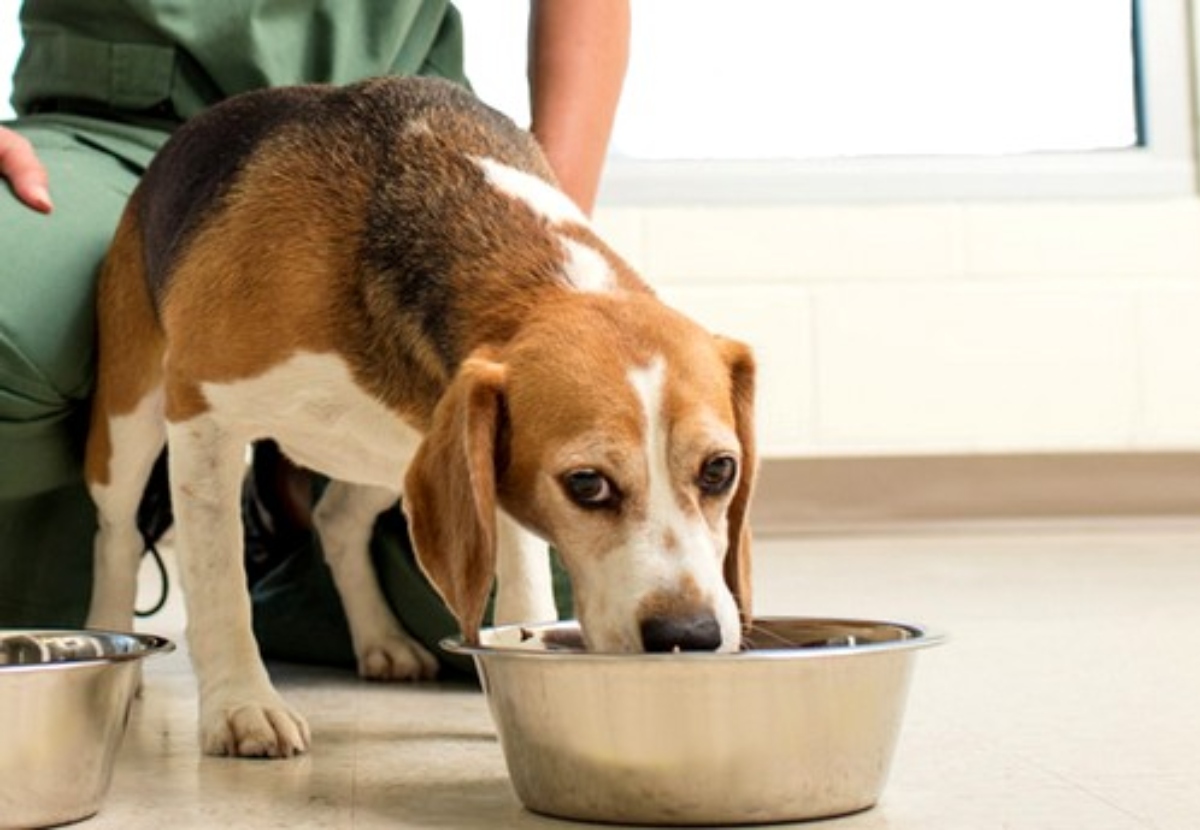 Garantizar el Cumplimiento de FASMA en los Alimentos para Mascotas