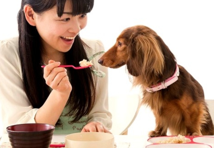 Tendencias de Alimentos para Mascotas al Estilo Chino