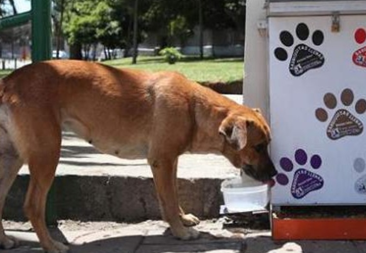 El Mercado Colombiano de Alimentos para Mascotas: Los Solteros son un Objetivo Atractivo