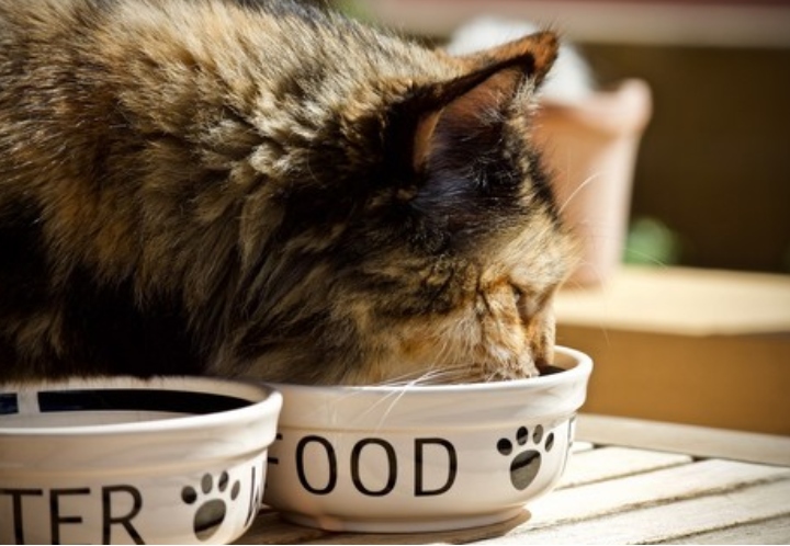 Los Gatos no son Perros Pequeños: Necesidades Nutricionales Únicas de los Gatos