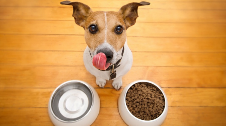 La calidad del alimento balanceado influye en la inmunidad de las mascotas