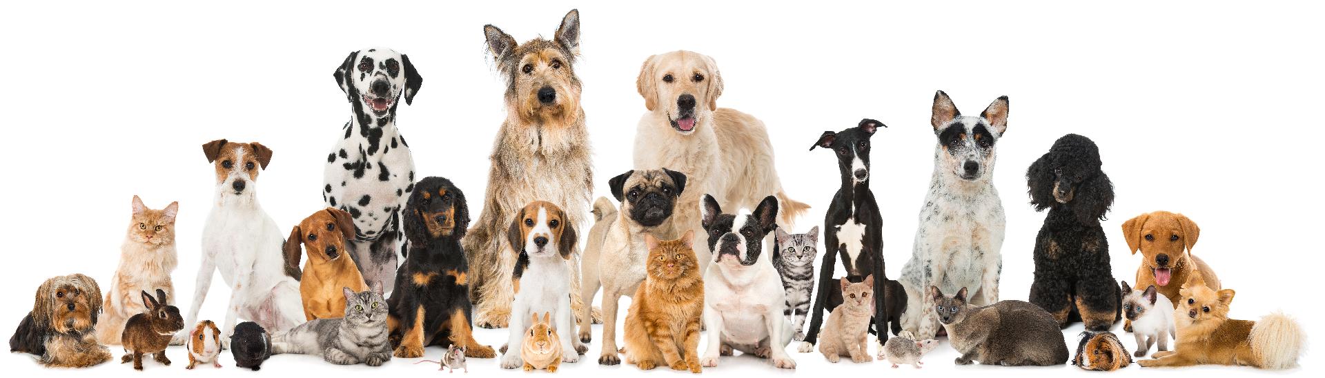 La población de mascotas y las perspectivas de pet food en la región