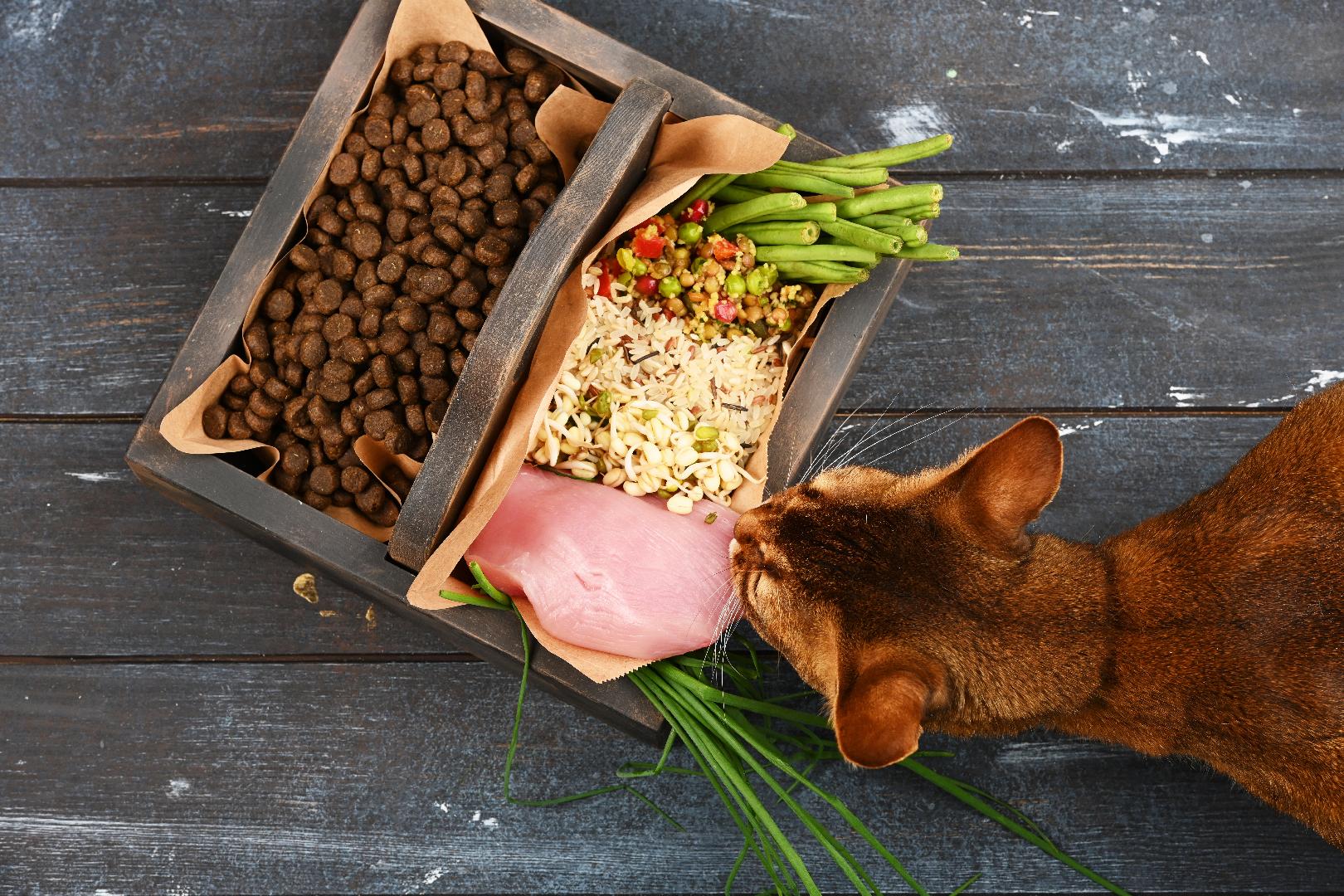 ¿Cuál es el ingrediente más importante de Pet Food?
