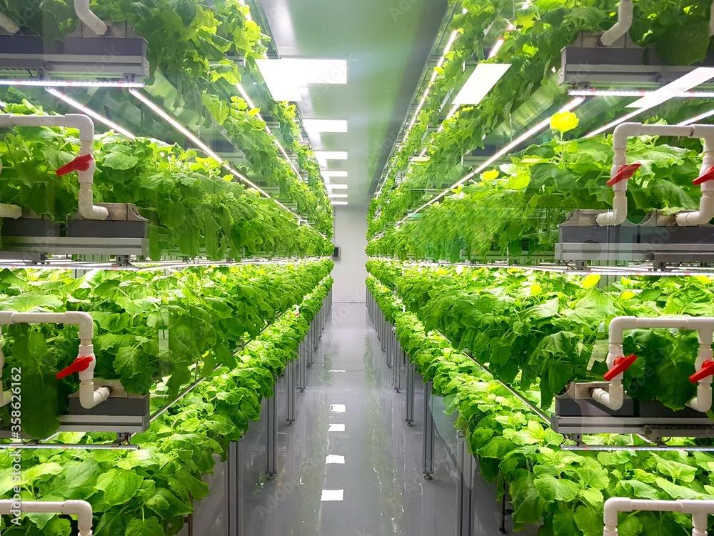 Vertical farming: una posible solución a los desafíos de la industria alimentaria