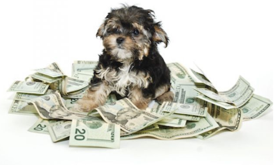 El gasto en mascotas de los estadounidenses alcanza un récord: U$S 95.7 mil millones 