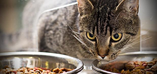 Más allá del Consumo: Medición del Disfrute del Alimento para Gatos