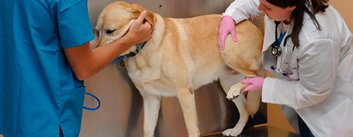 Más de 200 veterinarios se forman en manejo de patologías articulares en perros con Boehringer