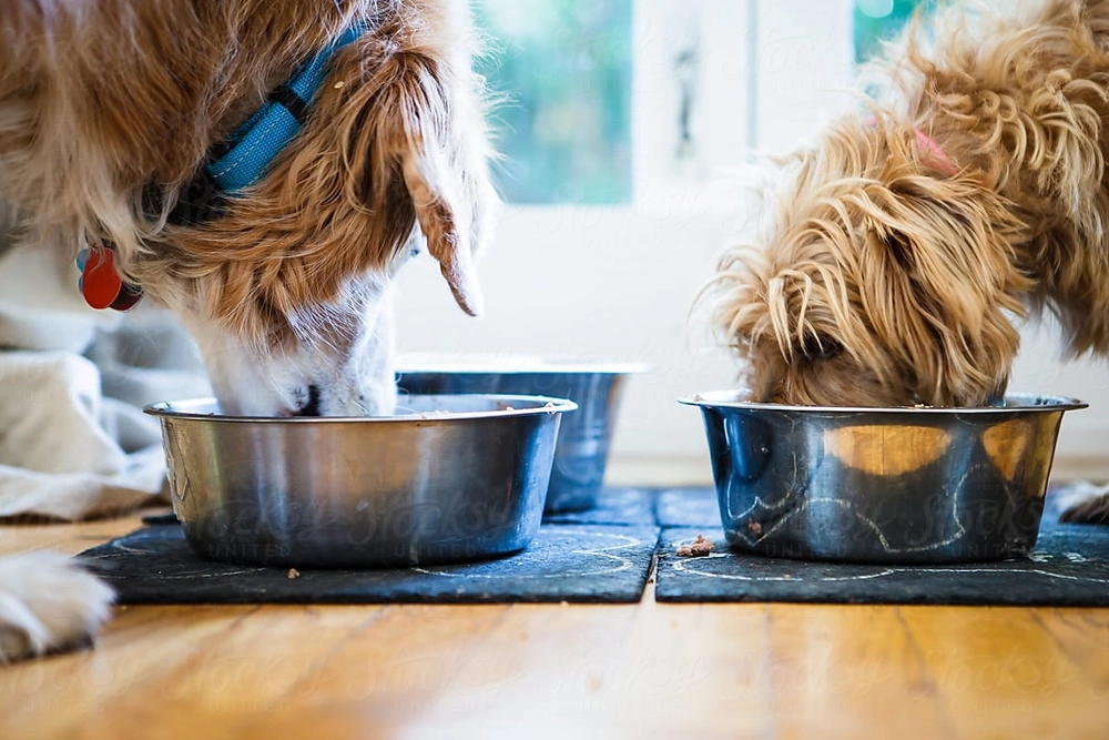 Cómo cambiar la dieta de un perro para adaptarla a su tamaño y edad