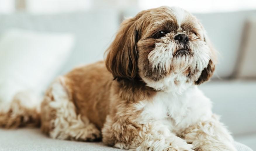 Las razas de perros que mejor se adaptan a a vivir en un piso: ¿cuáles son y qué debemos tener en cuenta?