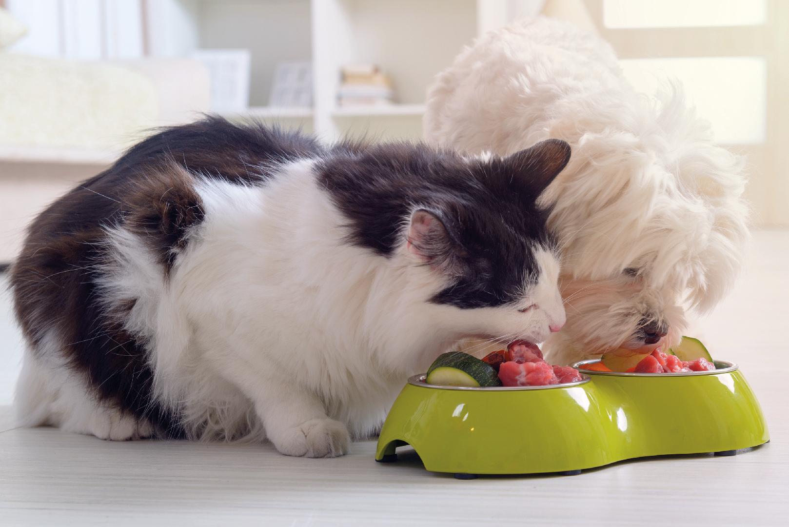 Visión actual de los Alimentos Funcionales en la alimentación de Gatos y Perros 