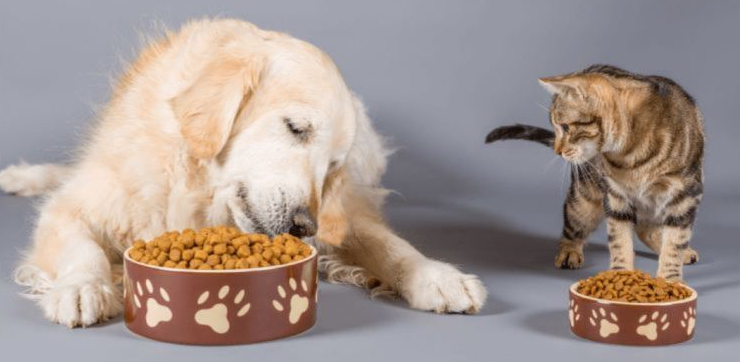 Prebióticos, probióticos y postbióticos para mascotas: ¿cuál es la diferencia?