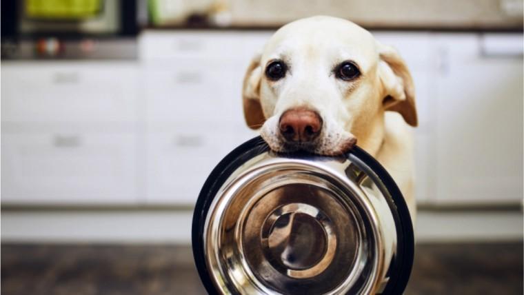 Las Micotoxinas en el alimento para mascotas: Los riesgos para los perros