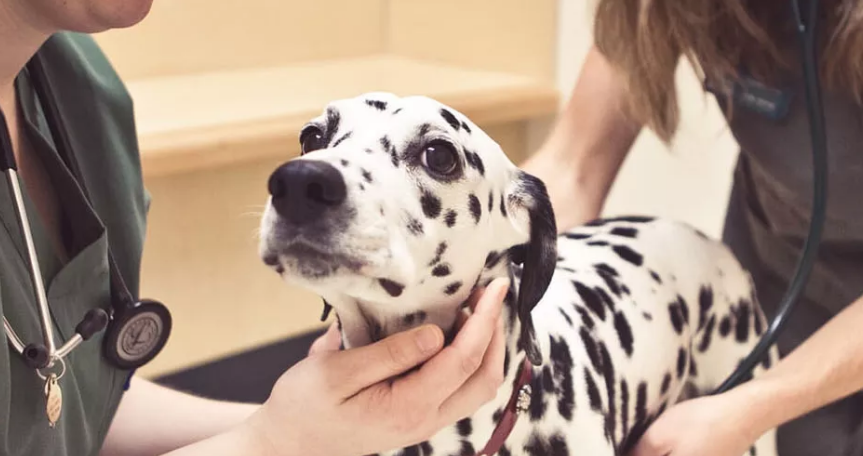 Día Mundial de la dermatitis atópica: Las razas de perro más propensas