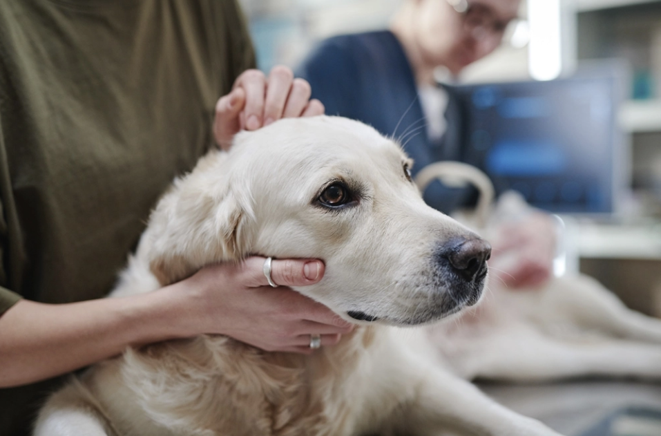 Las asociaciones veterinarias británicas se pronuncian tras dispararse los casos de Brucella en perros