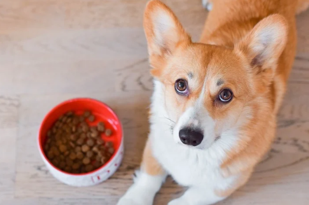 Dieta BARF: por qué Instagram se llenó de perros y gatos que devoran huesos carnosos