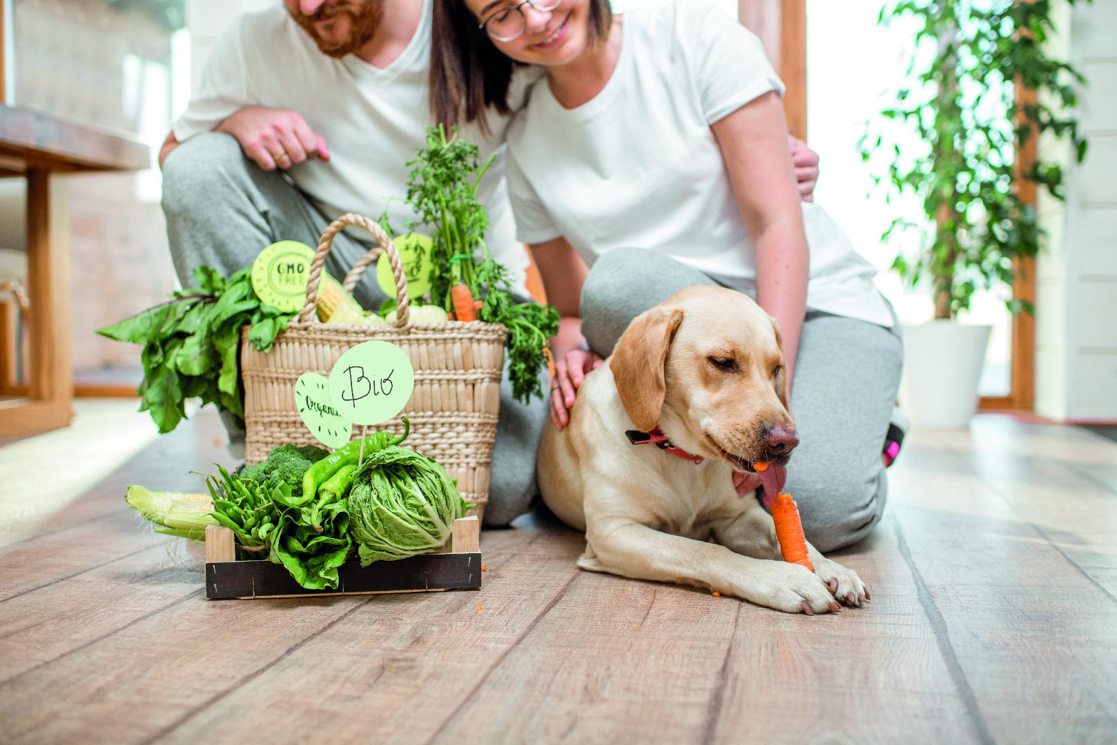 Alternativas nutricionales para mejorar la calidad de vida de las mascotas