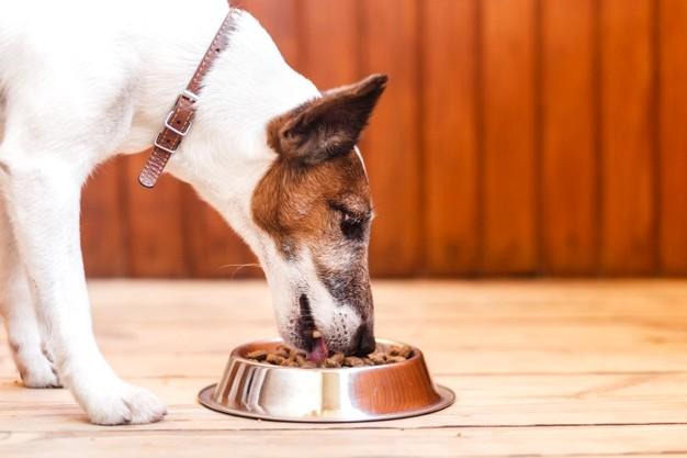 La Clave para la Nutrición de las Mascotas: Comprender los Aminoácidos para elegir la Proteína Adecuada