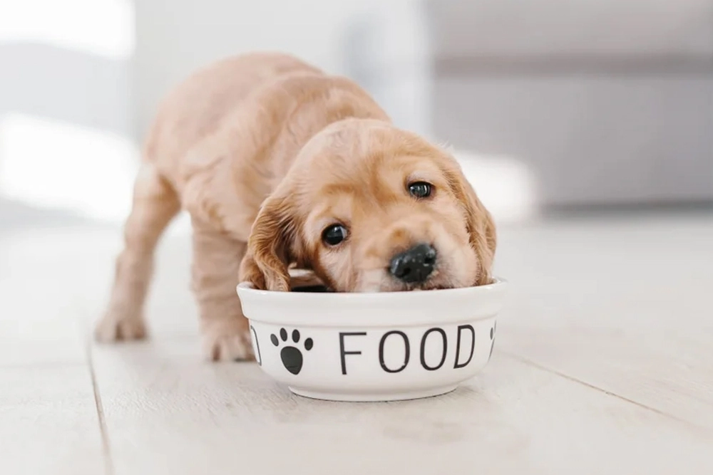 Todo lo que hay que saber sobre la alimentación de los cachorros de perro