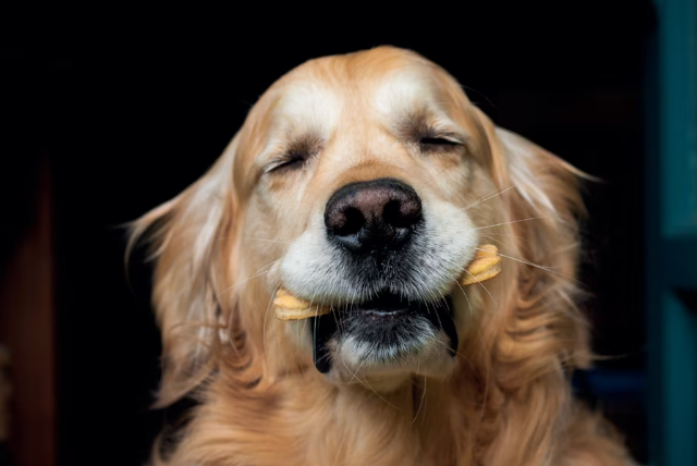 Las galletas chilenas que están cambiando la cara de los snacks para perros