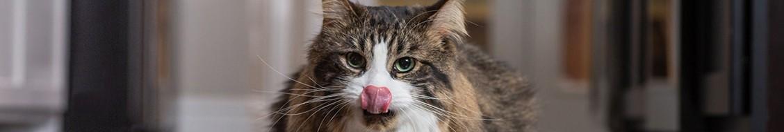 El placer de comer en los gatos reporta la preferencia de los componentes del alimento