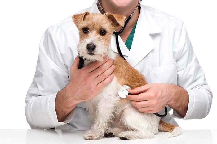 Actualización sobre la Cardiomiopatía Dilatada Canina (CDM) y su Relación con el Alimento Balanceado 	