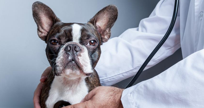 Sí, tu mascota puede dar positivo en un test de antígenos de covid-19
