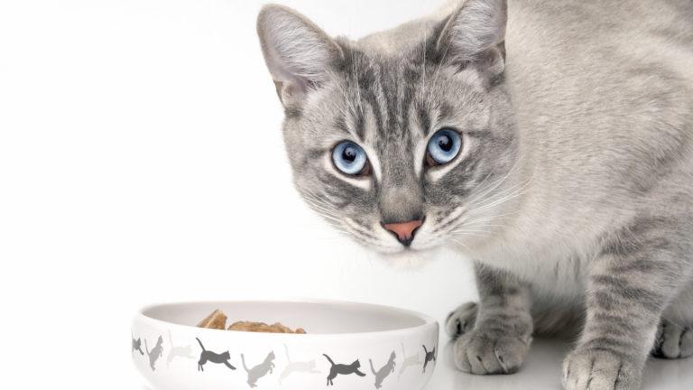 Cómo darle a tu gato comida húmeda y seca: la combinación perfecta es la alimentación mixta