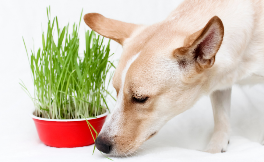 ¿Pueden los perros estar sanos con una dieta vegana?