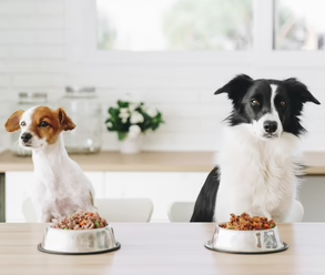 Dogfy Diet, mejor startup de 2023 tras doblar su tamaño en solo cuatro años