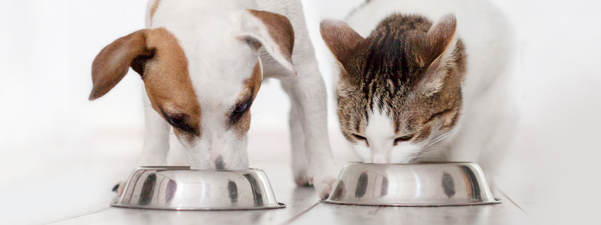 Perros versus Gatos: desde los sentidos al comportamiento de alimentación, anatomía de una comida