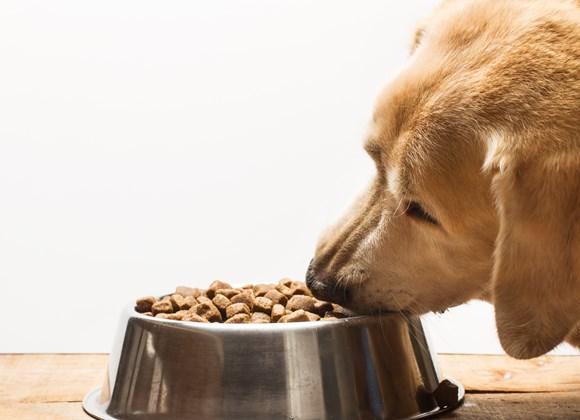 Estos son los mejores Ingredientes Naturales para la Alimentación de Perros