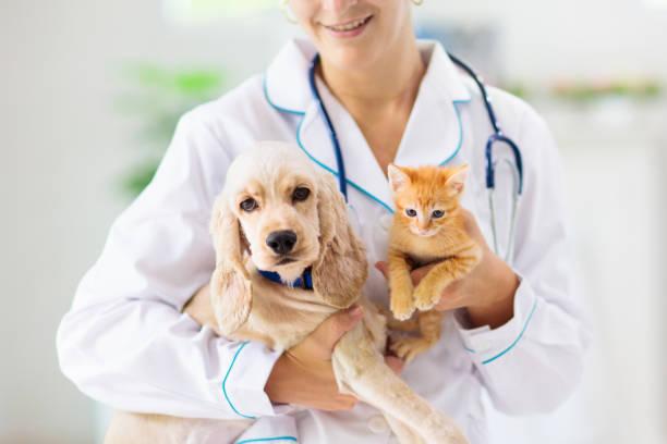 Perros y gatos alérgicos: cuáles son los síntomas y cómo tratarlos