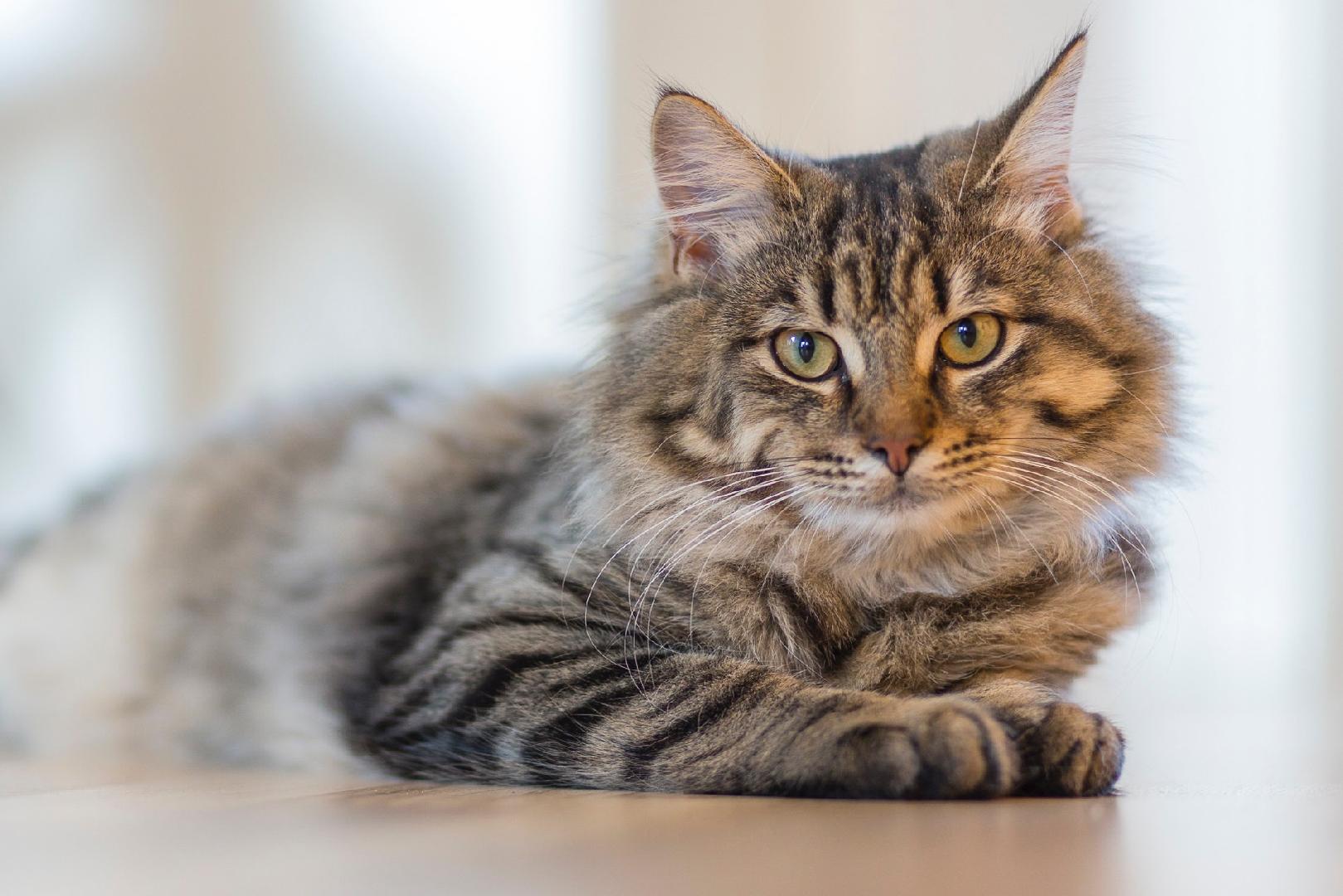 En el Día Internacional del Gato te contamos por qué la vista lo transformó en un perfecto cazador