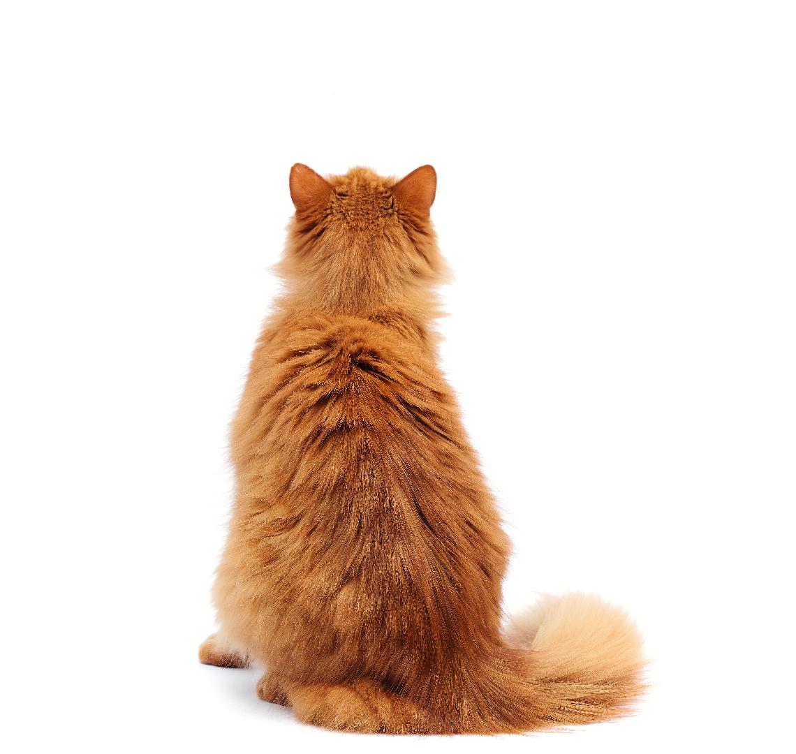 Hipertiroidismo felino: ¿cuánto influye el alimento?