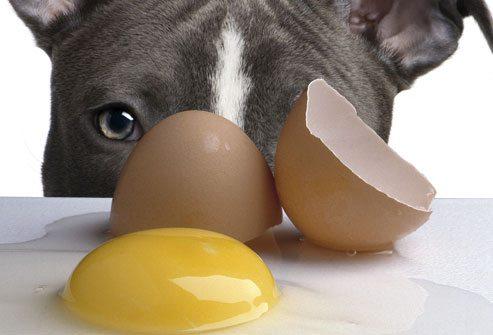 Por qué el huevo es un aliado fundamental para la alimentación de perros y gatos