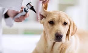 regular detective asesino Cómo identificar, tratar y prevenir las Infecciones del Oído del Perro?