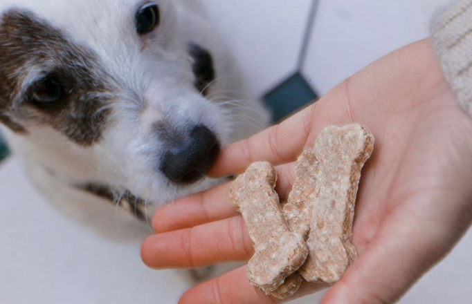 Por qué la mayoría de los perros devoran la comida como si fuera la última vez