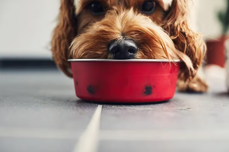 Alimentar a los perros con carne cruda aumenta el riesgo de contagio de E. coli resistente a los antibióticos