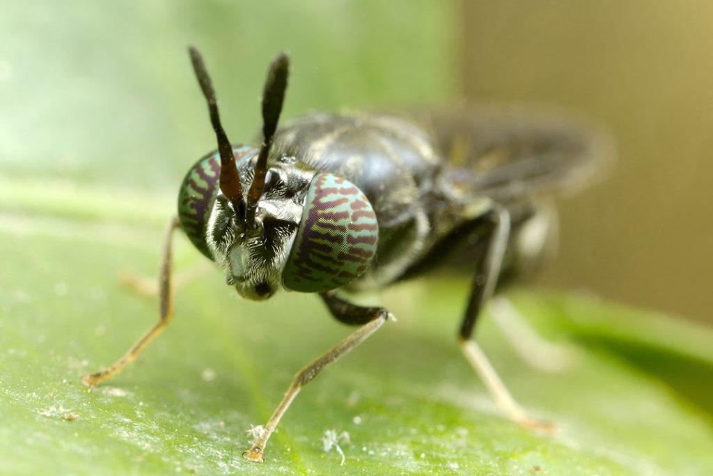 Insectos en los alimentos balanceados: Un sector listo para mejorar