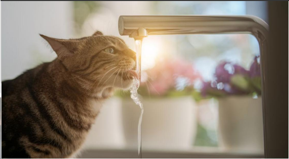 El nutriente más importante para nuestras mascotas: El agua