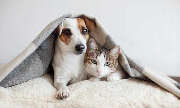 Avances recientes en inmunomodulación nutricional en perros y gatos