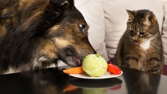 ¿Es posible Alimentar a las Mascotas solo con Ingredientes Vegetales?