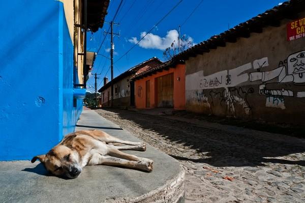 El Impacto Indirecto de COVID-19 en los Alimentos para Mascotas en América Latina