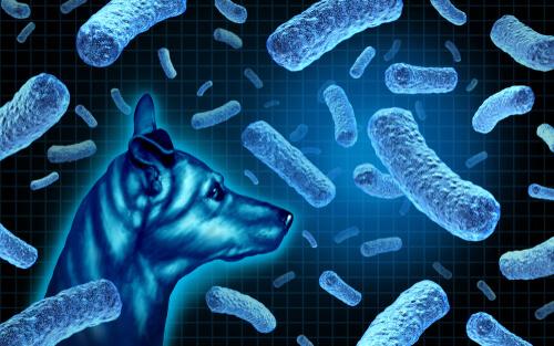 Un nuevo estudio investiga los microbiomas de los perros de todo el mundo